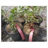 4) Varigated Red Twig Dogwoods