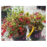 2) Fredoline Azaleas