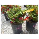2) Fredoline Azaleas
