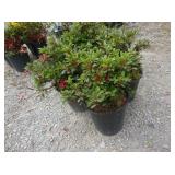 4) Fredoline Azaleas