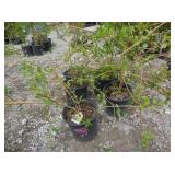 6) Weeping Forsythia