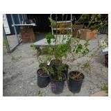 6) Weeping Forsythia