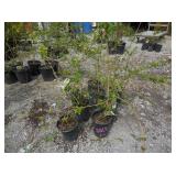 7) Weeping Forsythia