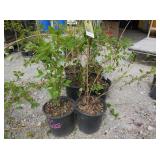 6) Weeping Forsythia