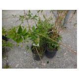 6) Weeping Forsythia