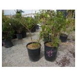 2) Weeping Forsythia