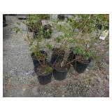 6) Weeping Forsythia