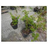 6) Weeping Forsythia