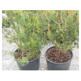 2) Scotch Pines