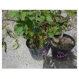 2) Legacy Blueberry Plants