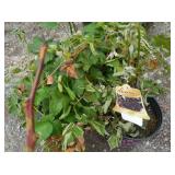 4) Blackberry Plants