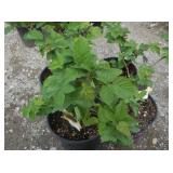 4) Blackberry Plants