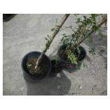 2) Birch Trees and 1) ROSA