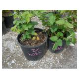 2) Triple Crown Blackberry Plants