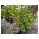 3) Calycanthus Sweetshrubs