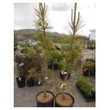 2) Thunderhead Japenese Black Pine Trees