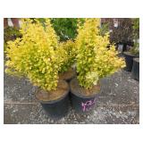 4) Golden Nugget Dwf. Japanese Barberry Plants