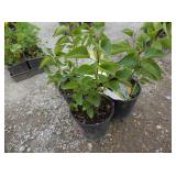 3) President Grevy French Lilac