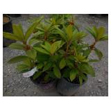 4) Taurus Rhodedendrom