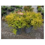 2) Dakota Goldcharm Spirea