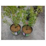 2) Fruiting Current Possibly Black