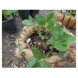 1) Strawberry Basket