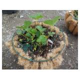 1) Strawberry Basket