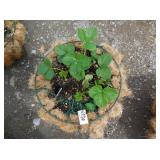 1) Strawberry Basket