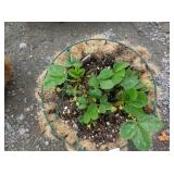 1) Strawberry Basket