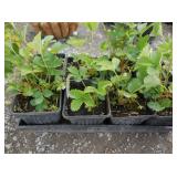 1) Flat of Strawberries