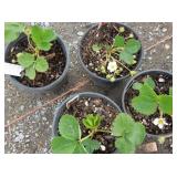 4) Strawberry Plants