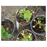 4) Strawberry Plants