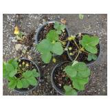 4) Strawberry Plants