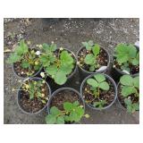 8) Strawberry Plants