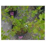 1) Pixwell Gooseberry