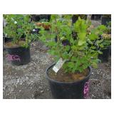 1) Pixwell Gooseberry