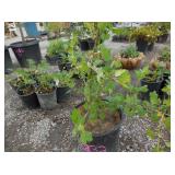 1) Pixwell Gooseberry