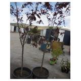 2) Newport Flowering Plum Trees