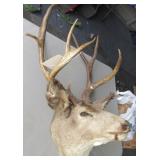Deer Mount