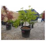 Japanese Butterfly Maple