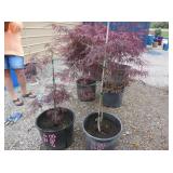 2) Red Select Japenese Maple Trees