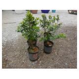 4) Blue Prince Holly Plants