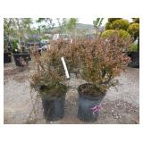 2) Little Leaf Cotoneaster