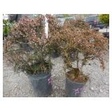 2) Little Leaf Cotoneaster