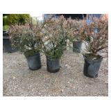 3) Little Leaf Cotoneaster