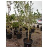 1) Flamenco Apple Colonnade Fruit Tree