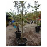 1) Fuji Apple Colonnade Fruit Tree