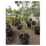 1) Fuji Apple Colonnade Fruit Tree