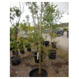 1) Bolero Apple Colonnade Fruit Tree