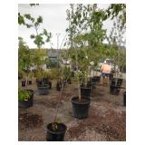 1) Montmorency Cherry Dwarf Tree